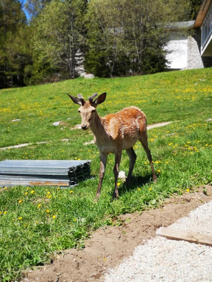 Отель Privat Tatry Dreams Нова-Лесна Экстерьер фото